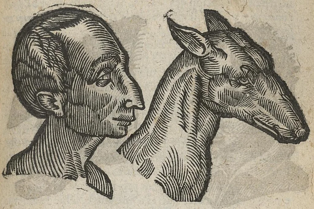 An illustration from La physionomie humaine de Jean Baptiste Porta...diviséee en quatre livres...premiere edition, 1655, leaf 246