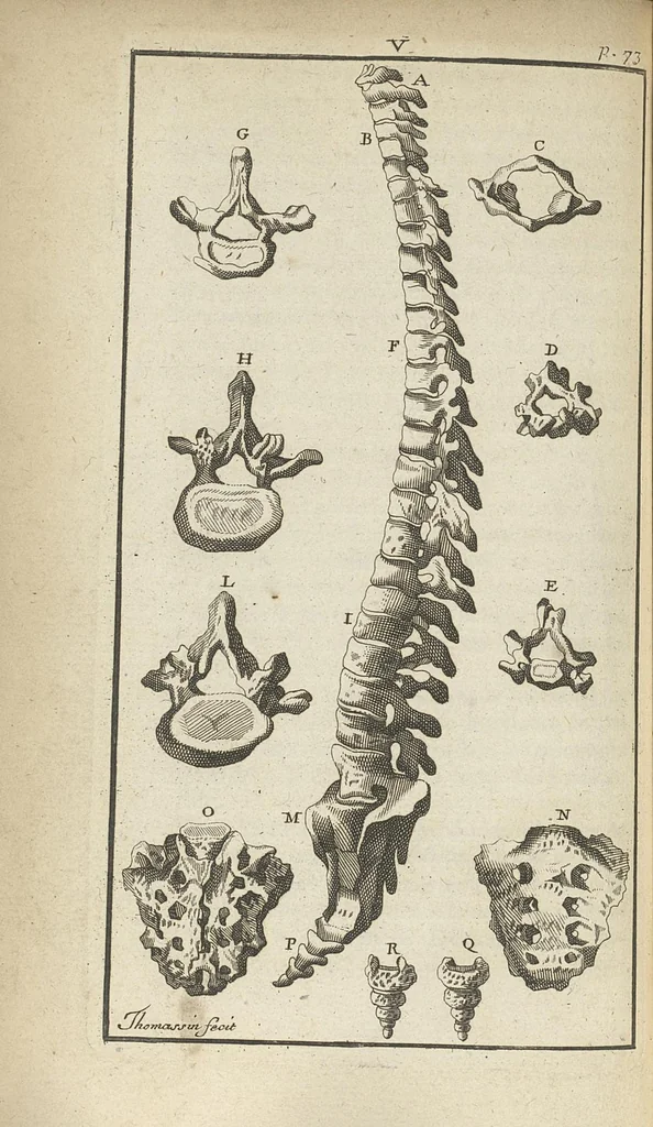 An illustration from L'anatomie de l'homme suivant la circulation du sang, & les dernières découvertes, démontrées au Jardin royal..., 1690, leaf 111