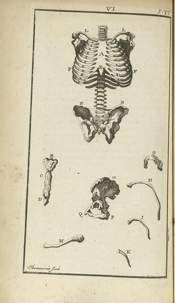 An illustration from L'anatomie de l'homme suivant la circulation du sang, & les dernières découvertes, démontrées au Jardin royal..., 1690, leaf 127