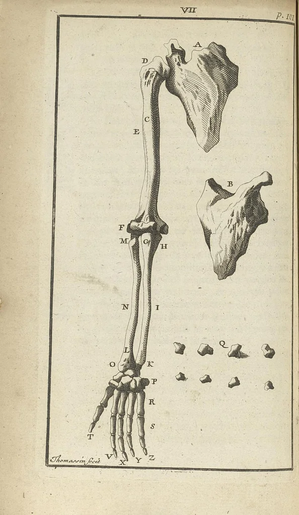 An illustration from L'anatomie de l'homme suivant la circulation du sang, & les dernières découvertes, démontrées au Jardin royal..., 1690, leaf 143