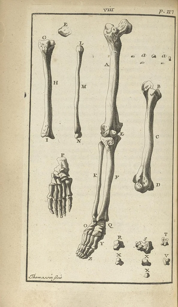 An illustration from L'anatomie de l'homme suivant la circulation du sang, & les dernières découvertes, démontrées au Jardin royal..., 1690, leaf 161