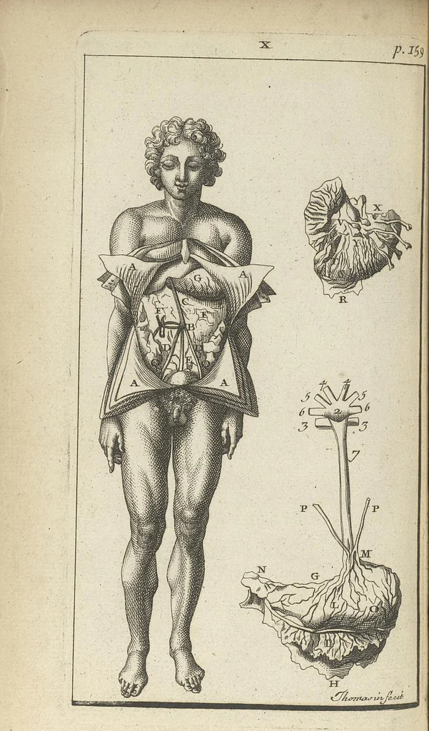 An illustration from L'anatomie de l'homme suivant la circulation du sang, & les dernières découvertes, démontrées au Jardin royal..., 1690, leaf 207