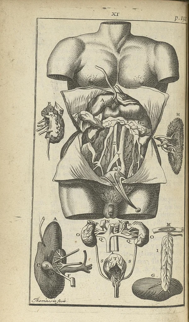 An illustration from L'anatomie de l'homme suivant la circulation du sang, & les dernières découvertes, démontrées au Jardin royal..., 1690, leaf 241