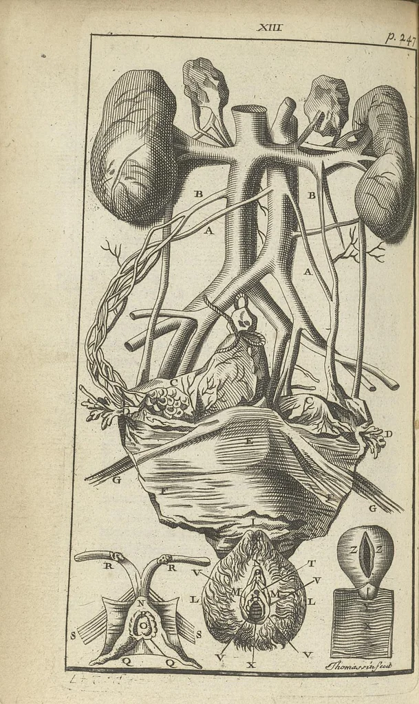 An illustration from L'anatomie de l'homme suivant la circulation du sang, & les dernières découvertes, démontrées au Jardin royal..., 1690, leaf 301