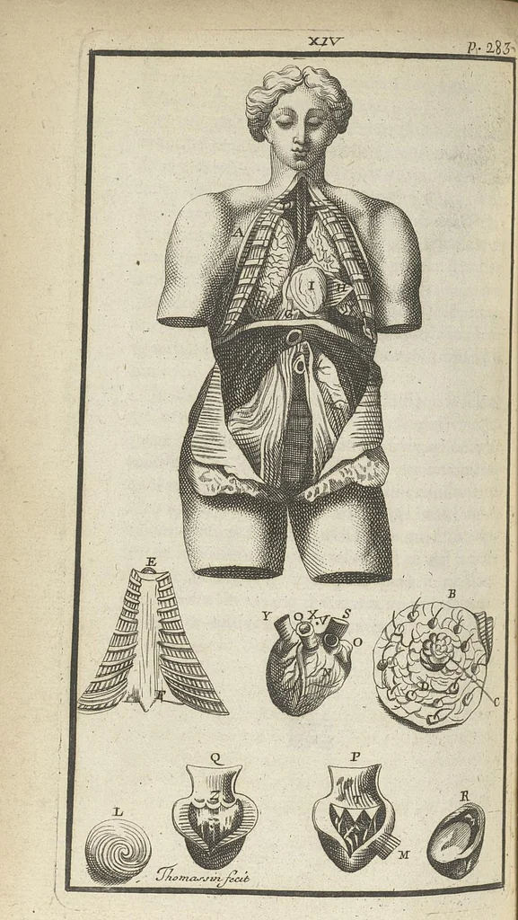 An illustration from L'anatomie de l'homme suivant la circulation du sang, & les dernières découvertes, démontrées au Jardin royal..., 1690, leaf 339
