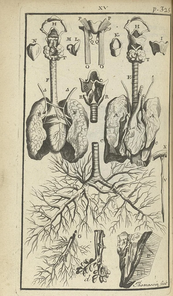 An illustration from L'anatomie de l'homme suivant la circulation du sang, & les dernières découvertes, démontrées au Jardin royal..., 1690, leaf 383