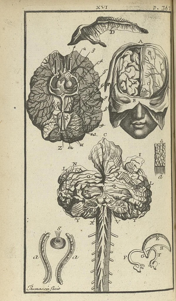 An illustration from L'anatomie de l'homme suivant la circulation du sang, & les dernières découvertes, démontrées au Jardin royal..., 1690, leaf 427