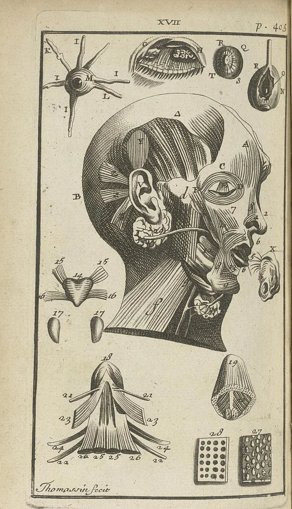 An illustration from L'anatomie de l'homme suivant la circulation du sang, & les dernières découvertes, démontrées au Jardin royal..., 1690, leaf 467