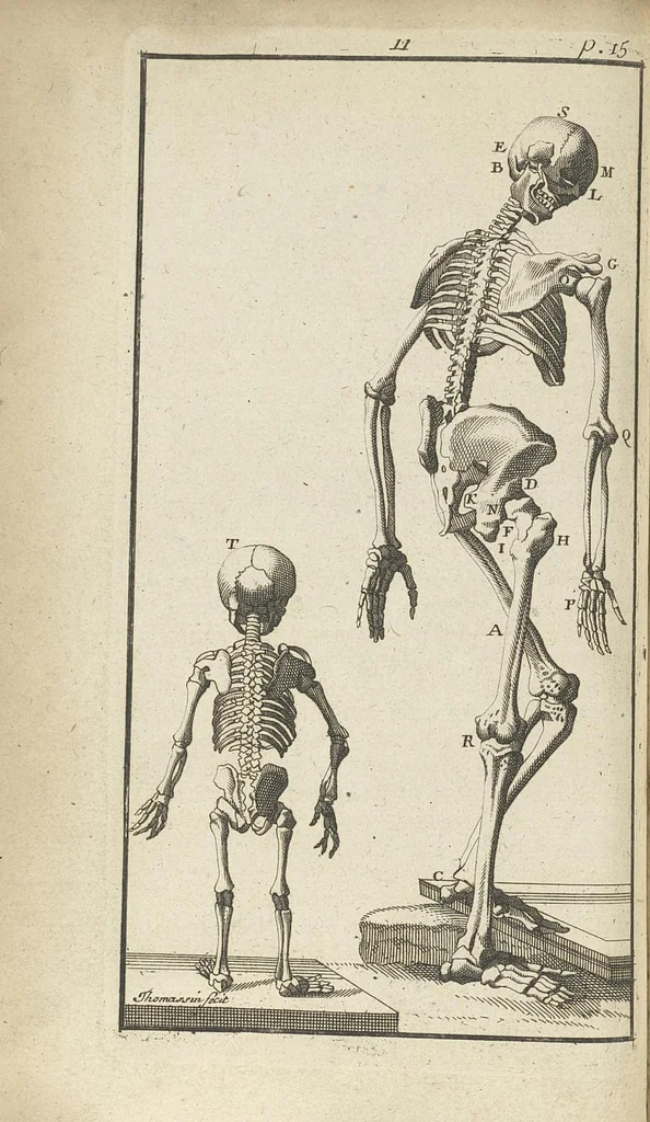 An illustration from L'anatomie de l'homme suivant la circulation du sang, & les dernières découvertes, démontrées au Jardin royal..., 1690, leaf 47
