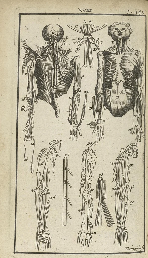 An illustration from L'anatomie de l'homme suivant la circulation du sang, & les dernières découvertes, démontrées au Jardin royal..., 1690, leaf 513