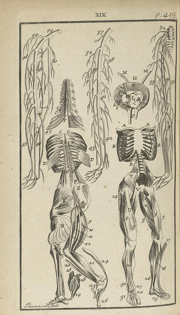 An illustration from L'anatomie de l'homme suivant la circulation du sang, & les dernières découvertes, démontrées au Jardin royal..., 1690, leaf 561