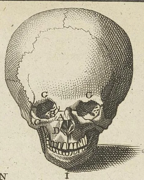 An illustration from L'anatomie de l'homme suivant la circulation du sang, & les dernières découvertes, démontrées au Jardin royal..., 1690, leaf 89
