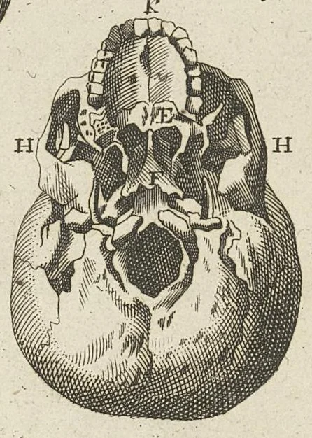 An illustration from L'anatomie de l'homme suivant la circulation du sang, & les dernières découvertes, démontrées au Jardin royal..., 1690, leaf 89
