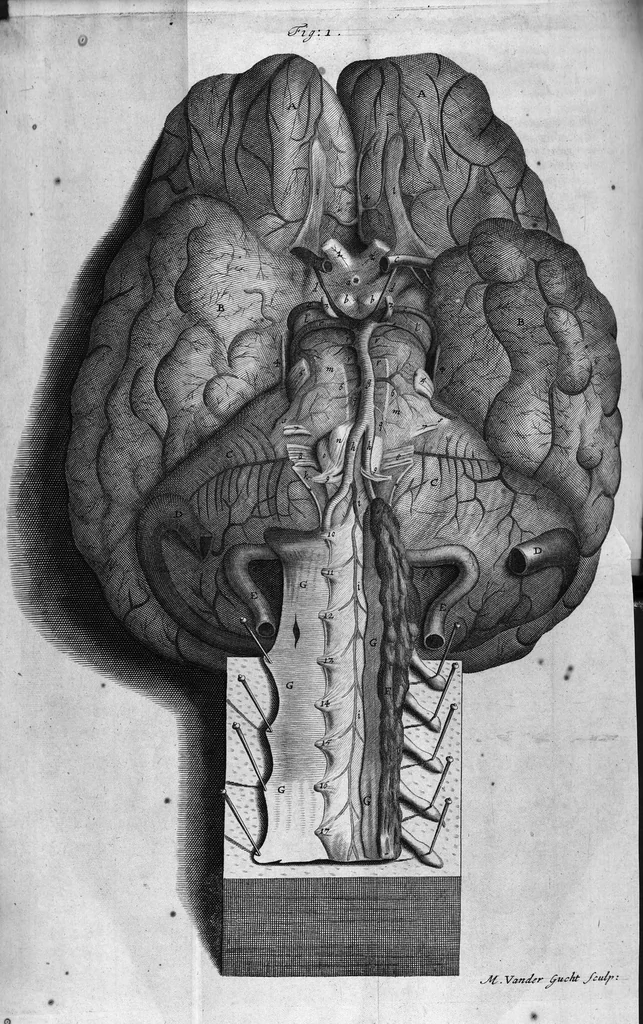 An illustration from The anatomy of the brain : Containing its Mechanism and Physiology; Together with some New Discoveries and Corrections Of Ancient and Modern Authors Upon that Subject : To which is annex'd a particular Account of Animal Functions And Muscular Motion ; The Whole illustrated with elegant Sculptures after the life, 1695, leaf 215