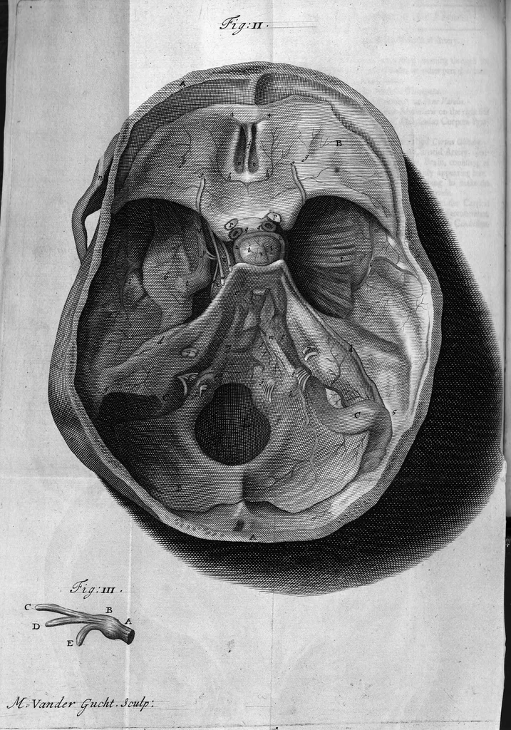An illustration from The anatomy of the brain : Containing its Mechanism and Physiology; Together with some New Discoveries and Corrections Of Ancient and Modern Authors Upon that Subject : To which is annex'd a particular Account of Animal Functions And Muscular Motion ; The Whole illustrated with elegant Sculptures after the life, 1695, leaf 219