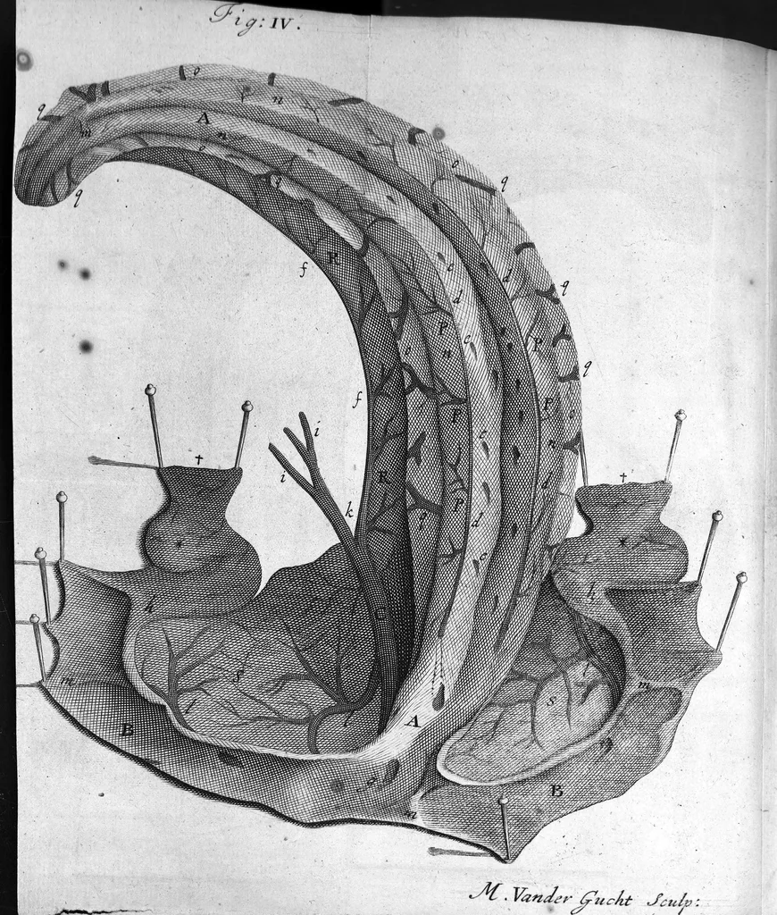 An illustration from The anatomy of the brain : Containing its Mechanism and Physiology; Together with some New Discoveries and Corrections Of Ancient and Modern Authors Upon that Subject : To which is annex'd a particular Account of Animal Functions And Muscular Motion ; The Whole illustrated with elegant Sculptures after the life, 1695, leaf 223