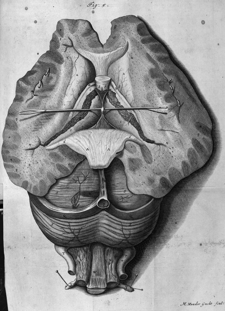 An illustration from The anatomy of the brain : Containing its Mechanism and Physiology; Together with some New Discoveries and Corrections Of Ancient and Modern Authors Upon that Subject : To which is annex'd a particular Account of Animal Functions And Muscular Motion ; The Whole illustrated with elegant Sculptures after the life, 1695, leaf 227