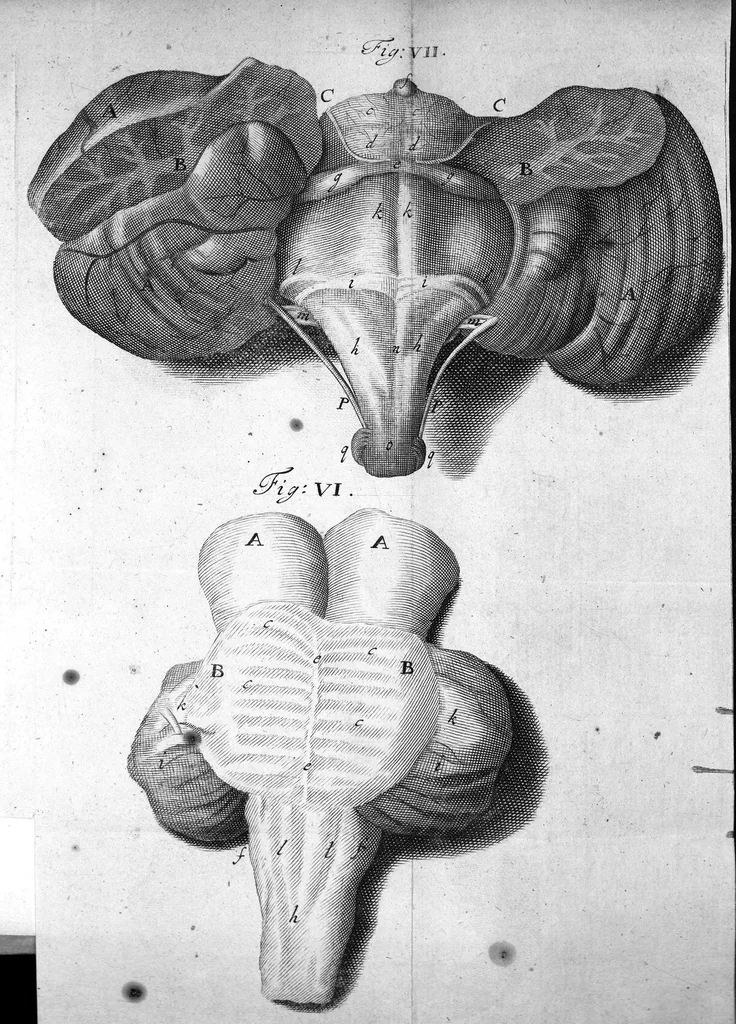 An illustration from The anatomy of the brain : Containing its Mechanism and Physiology; Together with some New Discoveries and Corrections Of Ancient and Modern Authors Upon that Subject : To which is annex'd a particular Account of Animal Functions And Muscular Motion ; The Whole illustrated with elegant Sculptures after the life, 1695, leaf 246