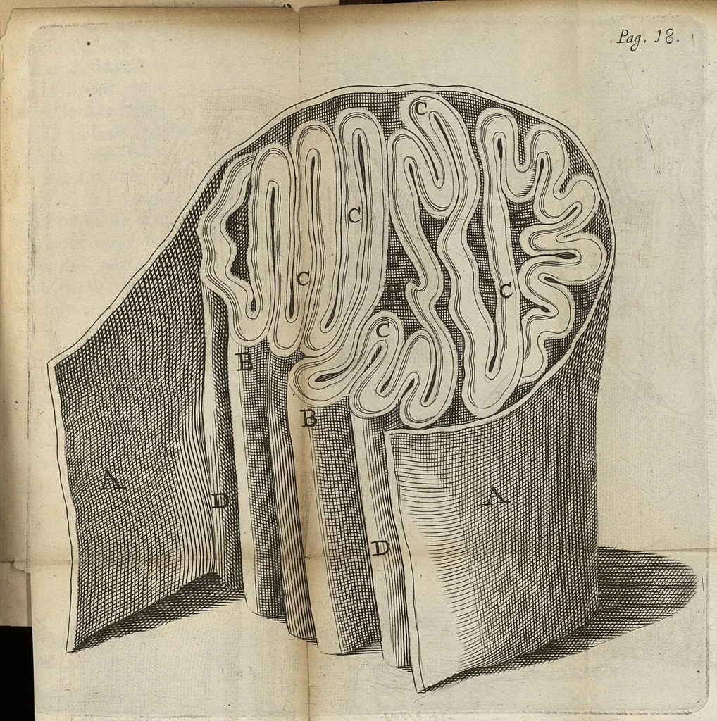 An illustration from Les administrations anatomiques, et lamyologie...troisieme edition, 1688, leaf 31