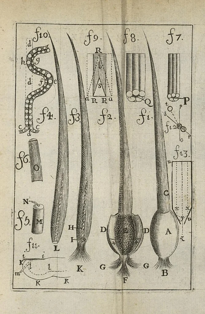 An illustration from Extrait d'une lettre écrite à Mr. Regis l'un des quatre commis pour le Journal des Sçavans. Sur la structure des cheveux, 1688, leaf 136