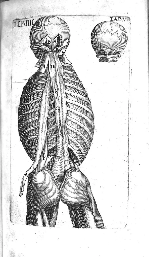 An illustration from Caspari Bauhini Basileensis Theatrum Anatomicum, 1605, leaf 1091