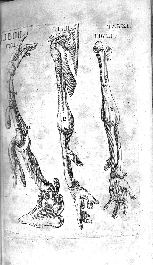 An illustration from Caspari Bauhini Basileensis Theatrum Anatomicum, 1605, leaf 1133