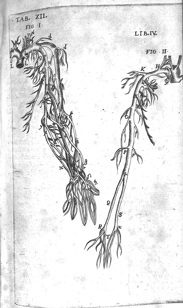 An illustration from Caspari Bauhini Basileensis Theatrum Anatomicum, 1605, leaf 1143