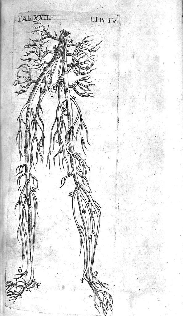 An illustration from Caspari Bauhini Basileensis Theatrum Anatomicum, 1605, leaf 1245