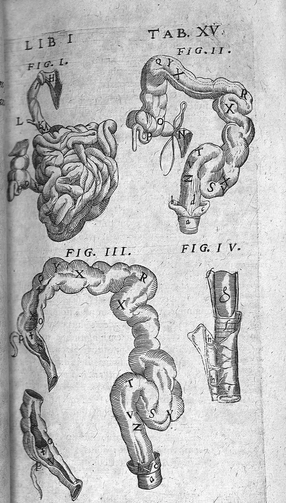 An illustration from Caspari Bauhini Basileensis Theatrum Anatomicum, 1605, leaf 130