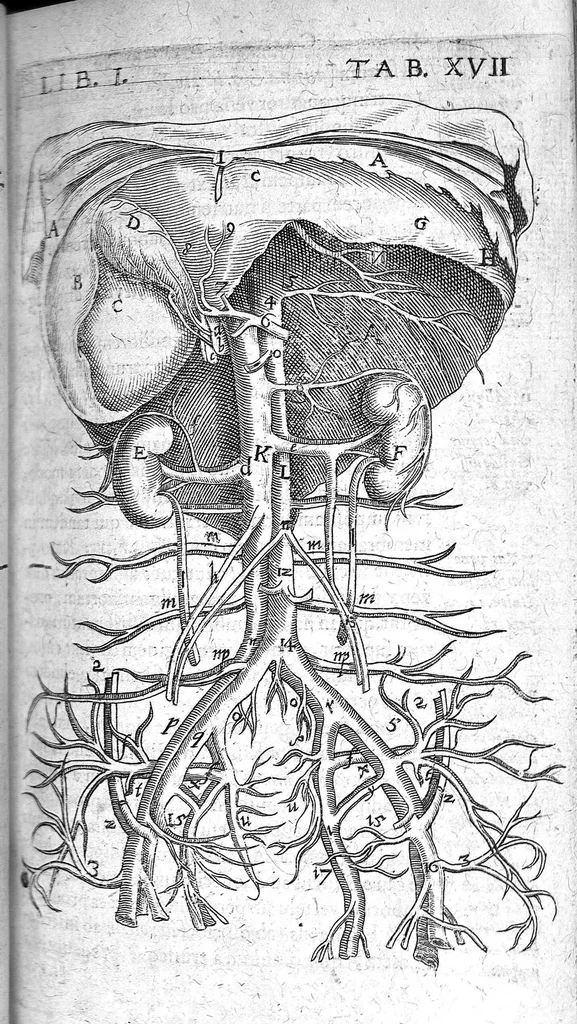 An illustration from Caspari Bauhini Basileensis Theatrum Anatomicum, 1605, leaf 152