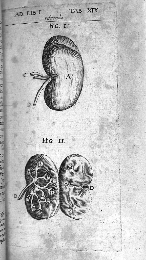 An illustration from Caspari Bauhini Basileensis Theatrum Anatomicum, 1605, leaf 176