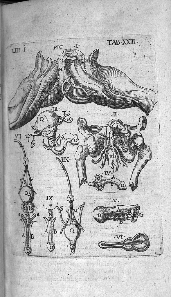 An illustration from Caspari Bauhini Basileensis Theatrum Anatomicum, 1605, leaf 215