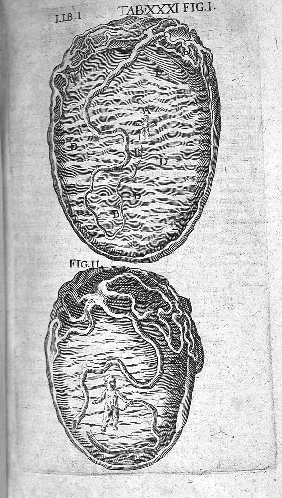 An illustration from Caspari Bauhini Basileensis Theatrum Anatomicum, 1605, leaf 269