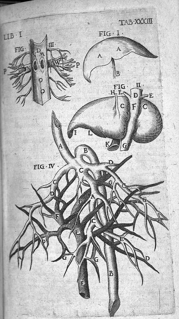 An illustration from Caspari Bauhini Basileensis Theatrum Anatomicum, 1605, leaf 297