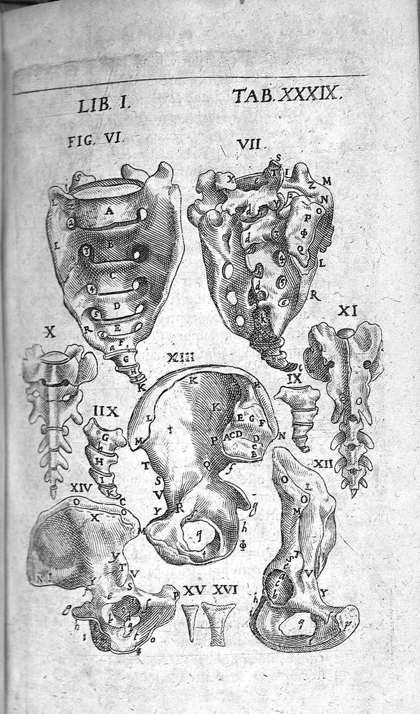 An illustration from Caspari Bauhini Basileensis Theatrum Anatomicum, 1605, leaf 337