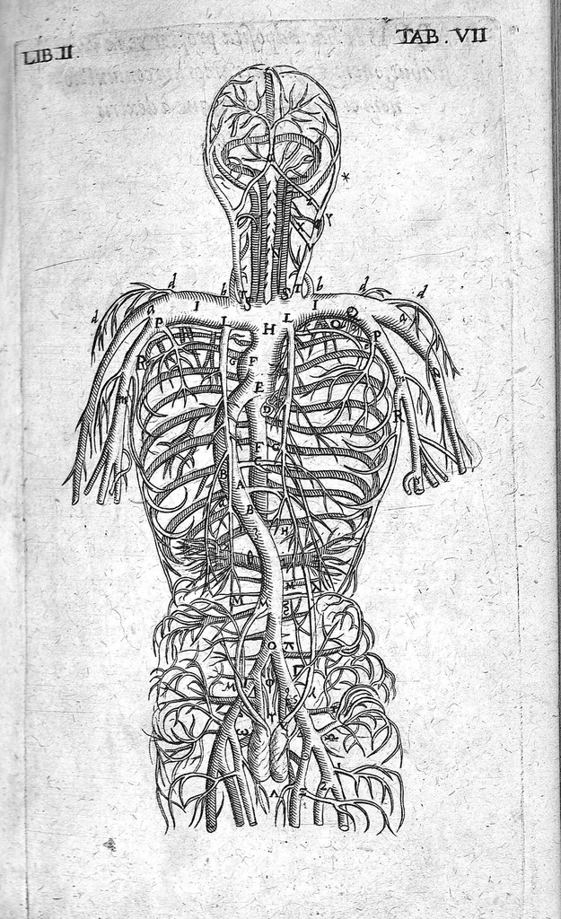 An illustration from Caspari Bauhini Basileensis Theatrum Anatomicum, 1605, leaf 401