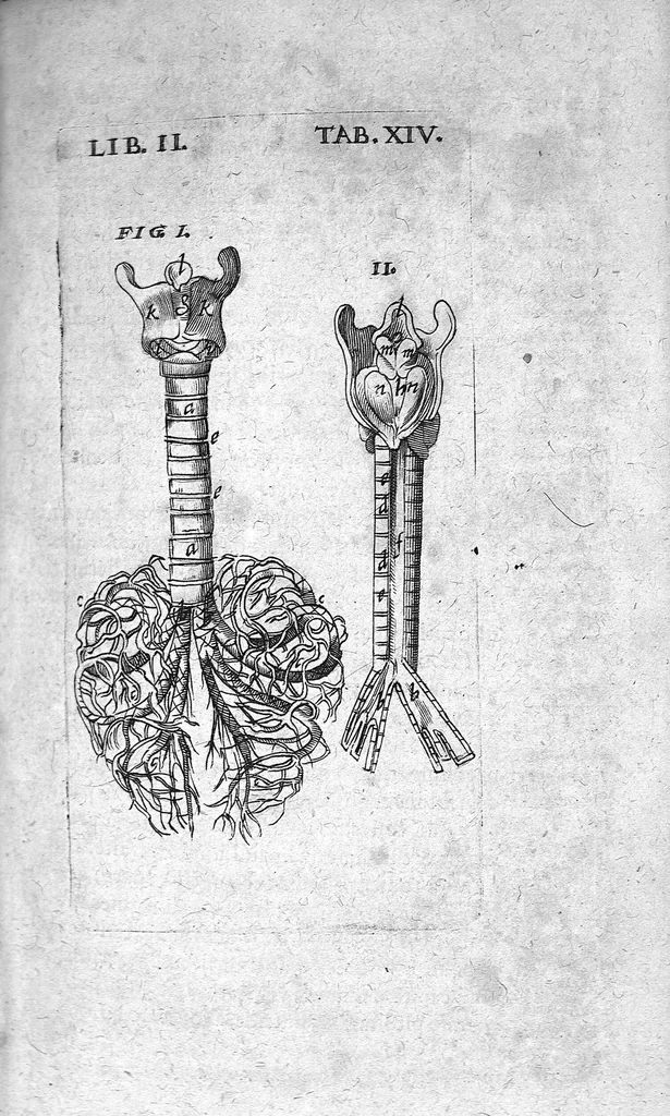 An illustration from Caspari Bauhini Basileensis Theatrum Anatomicum, 1605, leaf 477