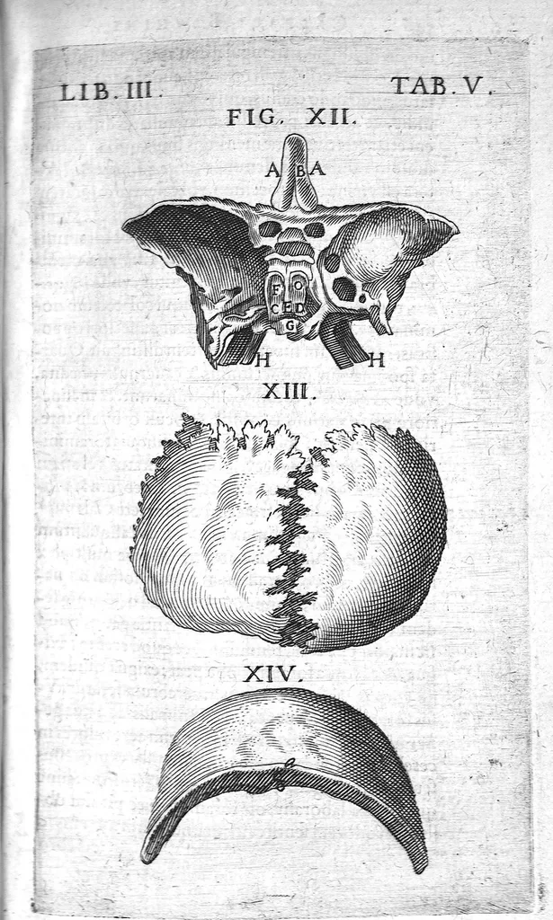 An illustration from Caspari Bauhini Basileensis Theatrum Anatomicum, 1605, leaf 559