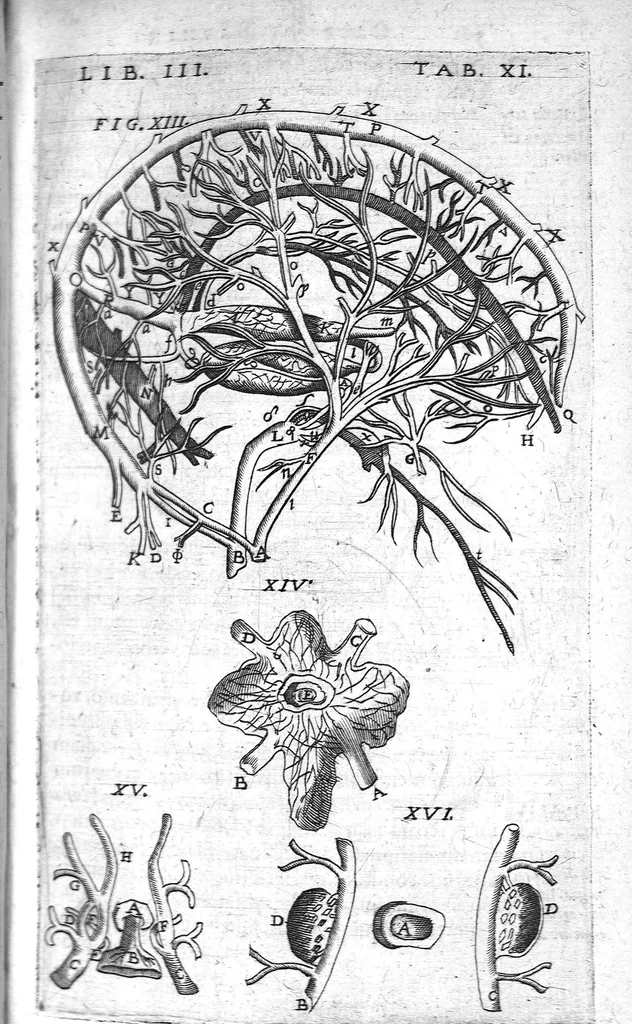 An illustration from Caspari Bauhini Basileensis Theatrum Anatomicum, 1605, leaf 575