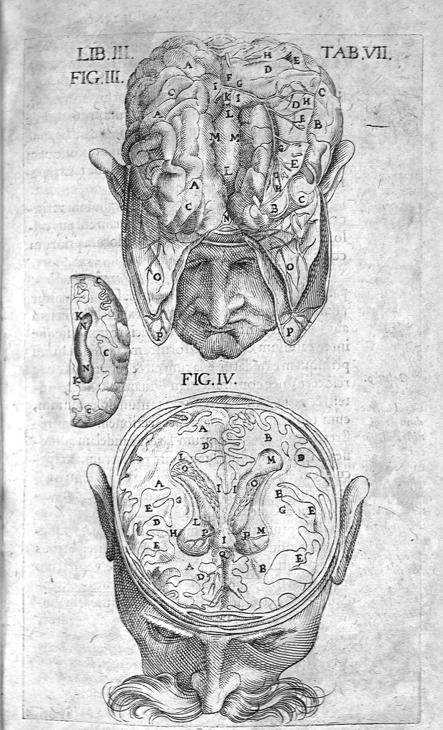 An illustration from Caspari Bauhini Basileensis Theatrum Anatomicum, 1605, leaf 597