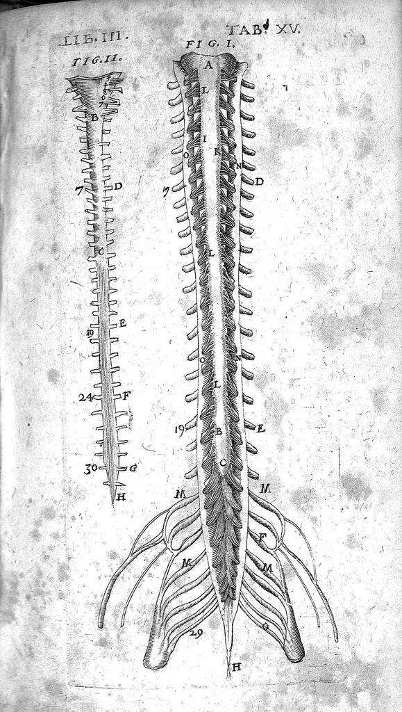An illustration from Caspari Bauhini Basileensis Theatrum Anatomicum, 1605, leaf 680