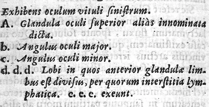 An illustration from Nicolai Stenonis Observationes anatomicae quibus varia oris, oculorum et narium vasa describuntur, novique salivae, lacrymarum et muci fontes deteguntur, et novum nobilissimi Bilsii de lymphae motu et usu commentum examinatur et rejicitur, 1662, leaf 115