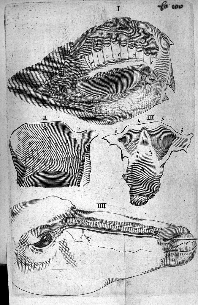 An illustration from Nicolai Stenonis Observationes anatomicae quibus varia oris, oculorum et narium vasa describuntur, novique salivae, lacrymarum et muci fontes deteguntur, et novum nobilissimi Bilsii de lymphae motu et usu commentum examinatur et rejicitur, 1662, leaf 116