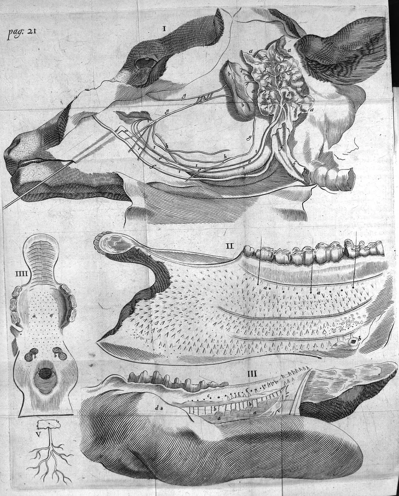 An illustration from Nicolai Stenonis Observationes anatomicae quibus varia oris, oculorum et narium vasa describuntur, novique salivae, lacrymarum et muci fontes deteguntur, et novum nobilissimi Bilsii de lymphae motu et usu commentum examinatur et rejicitur, 1662, leaf 33
