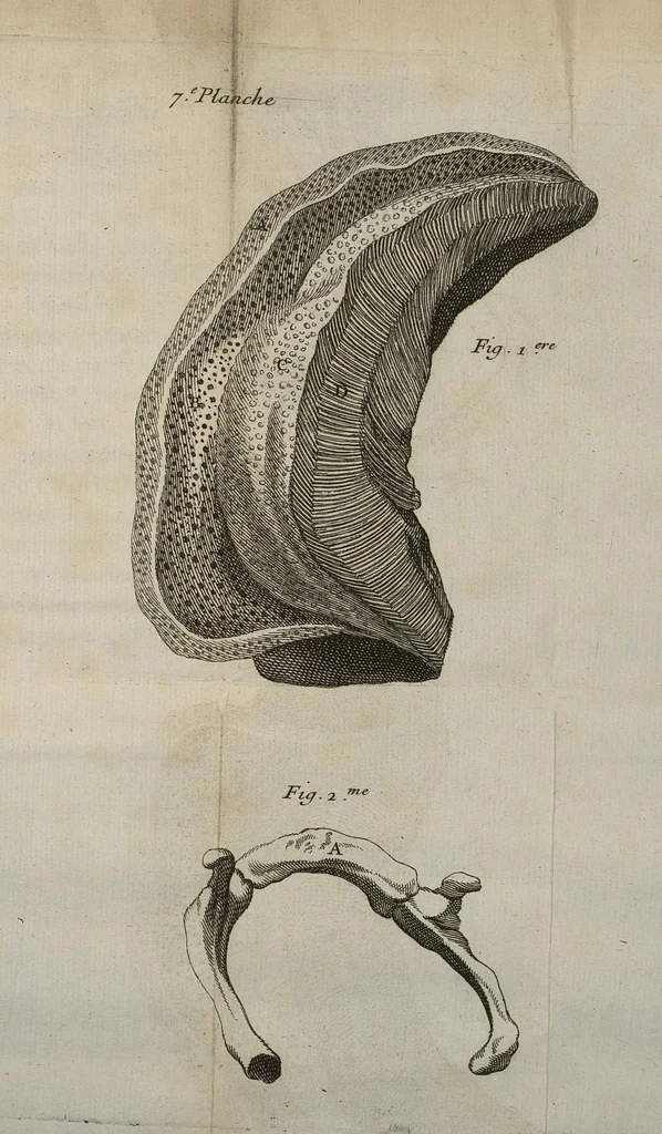 An illustration from Description du cerveau, des principales distributions de ses dix paires de nerfs, & des organes des sens avec les figures, 1681, leaf 134