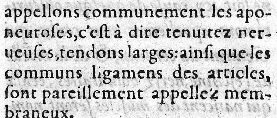 An illustration from Le livre des oz de Cl. Galien aux apprentis en Medecine, traduit de Grec en François, et illustré des commentaires de Jaques Sylvius lecteur du Roy en Medecine à Paris, aussi translatez de Latin en François. Par maistre Jean Loïne, demourant A Orleans,, 1561, leaf 65