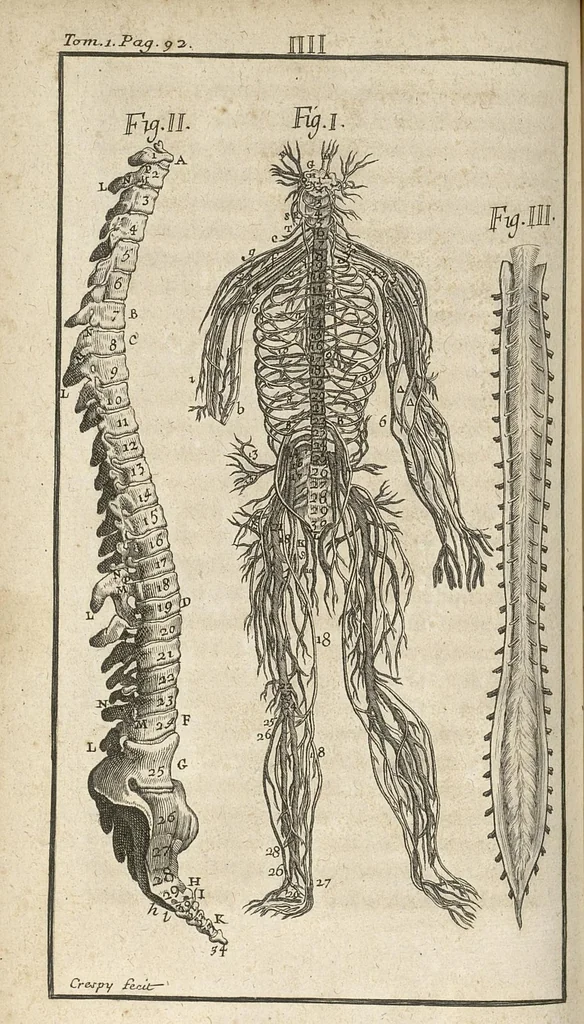 An illustration from Le Tresor de la medecine contenant l'Anatomie ou division des parties du corps humain, les maladies ausquelles elles sont sujettes, le regime de vivre...tome premier, 1697, leaf 139