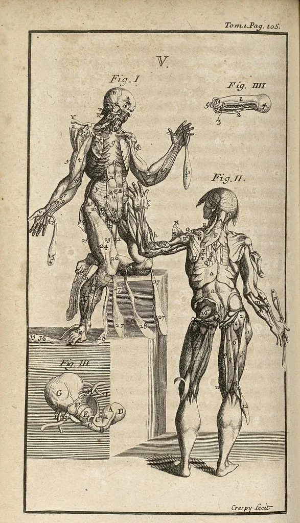 An illustration from Le Tresor de la medecine contenant l'Anatomie ou division des parties du corps humain, les maladies ausquelles elles sont sujettes, le regime de vivre...tome premier, 1697, leaf 155