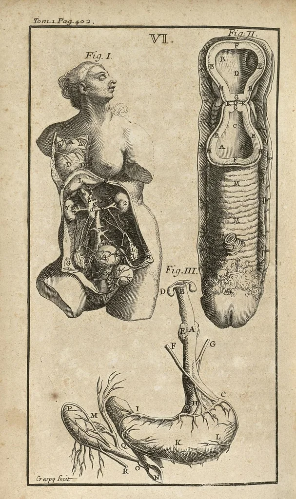 An illustration from Le Tresor de la medecine contenant l'Anatomie ou division des parties du corps humain, les maladies ausquelles elles sont sujettes, le regime de vivre...tome premier, 1697, leaf 453