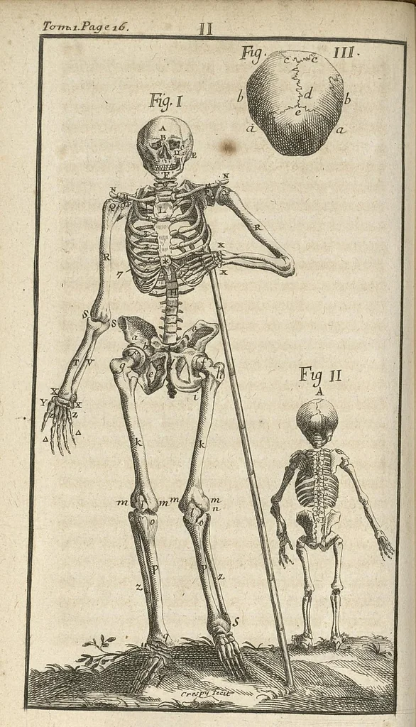 An illustration from Le Tresor de la medecine contenant l'Anatomie ou division des parties du corps humain, les maladies ausquelles elles sont sujettes, le regime de vivre...tome premier, 1697, leaf 59